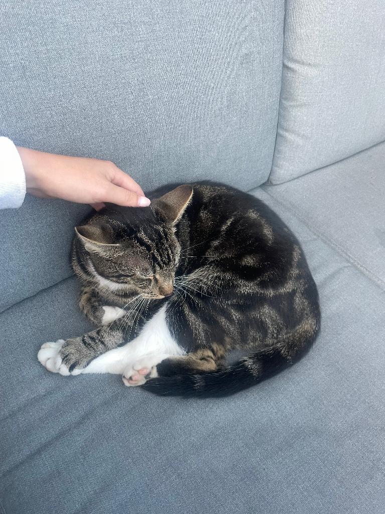 Kat vermist Barendrecht Riederhoek, Kat