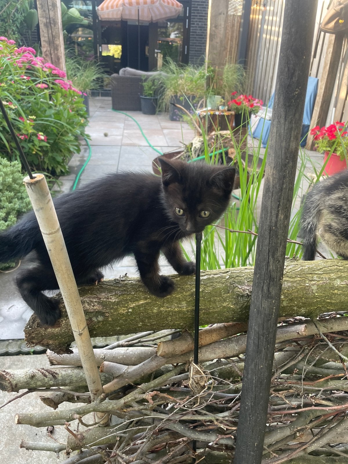 Kittens te koop, Dieren en Toebehoren, Katten en Kittens | Overige Katten, Kater