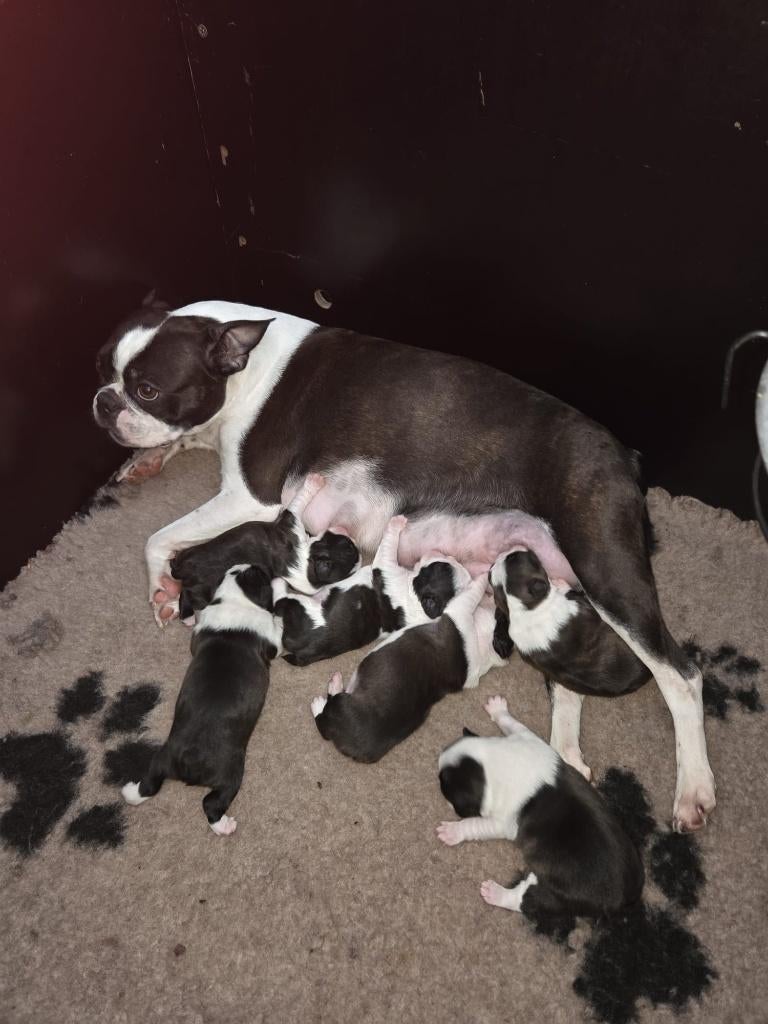 Mooie Boston Terrier puppys met stamboom uit geteste ouders, Dieren en Toebehoren, Honden | Jack Russells en Terriërs, Meerdere dieren