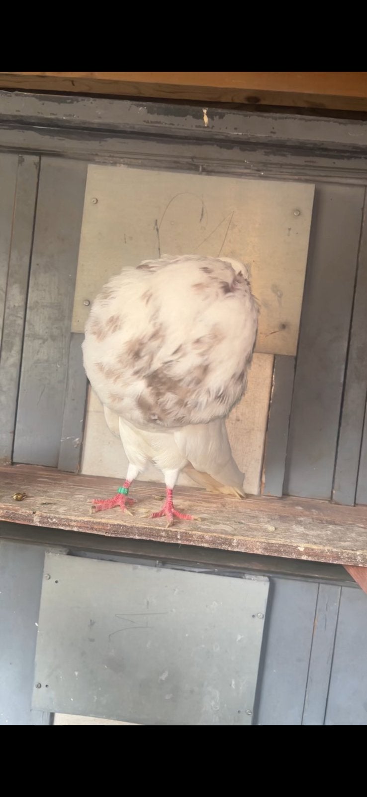 Galitano, Dieren en Toebehoren, Vogels | Duiven, Mannelijk, Kropper