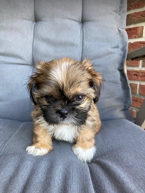 Te koop mooie mini Shih Tzu Pups, Dieren en Toebehoren, Parvo, Overige rassen, 8 tot 15 weken, Meerdere