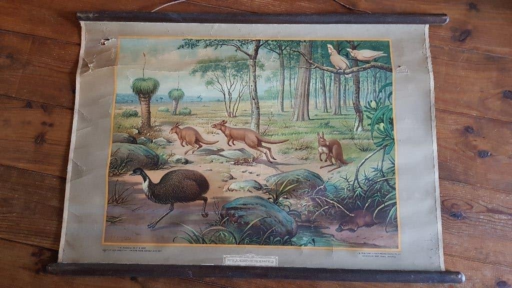Vintage schoolplaat. Her en der beschadigd, Antiek en Kunst, Antiek | Schoolplaten, Ophalen, Natuur en Biologie