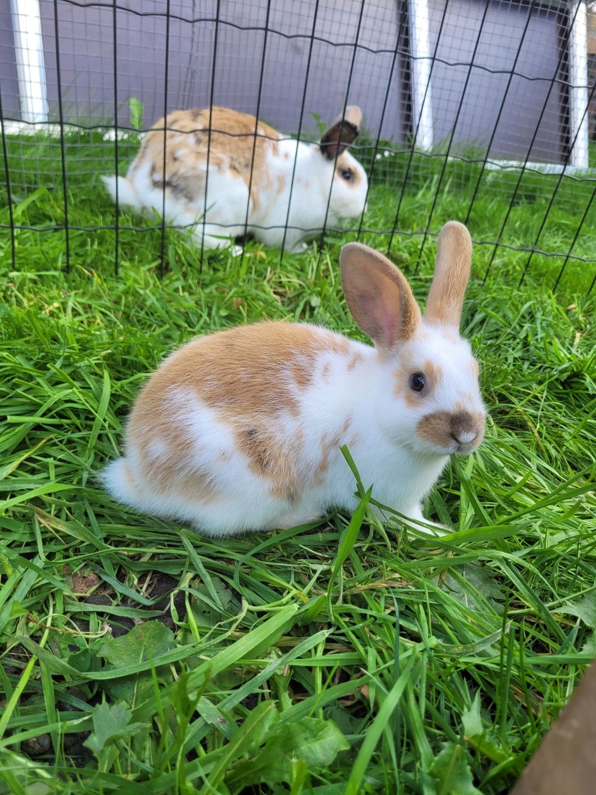 hele lieve babykonijntjes te koop, Meerdere dieren, Dwerg, 0 tot 2 jaar