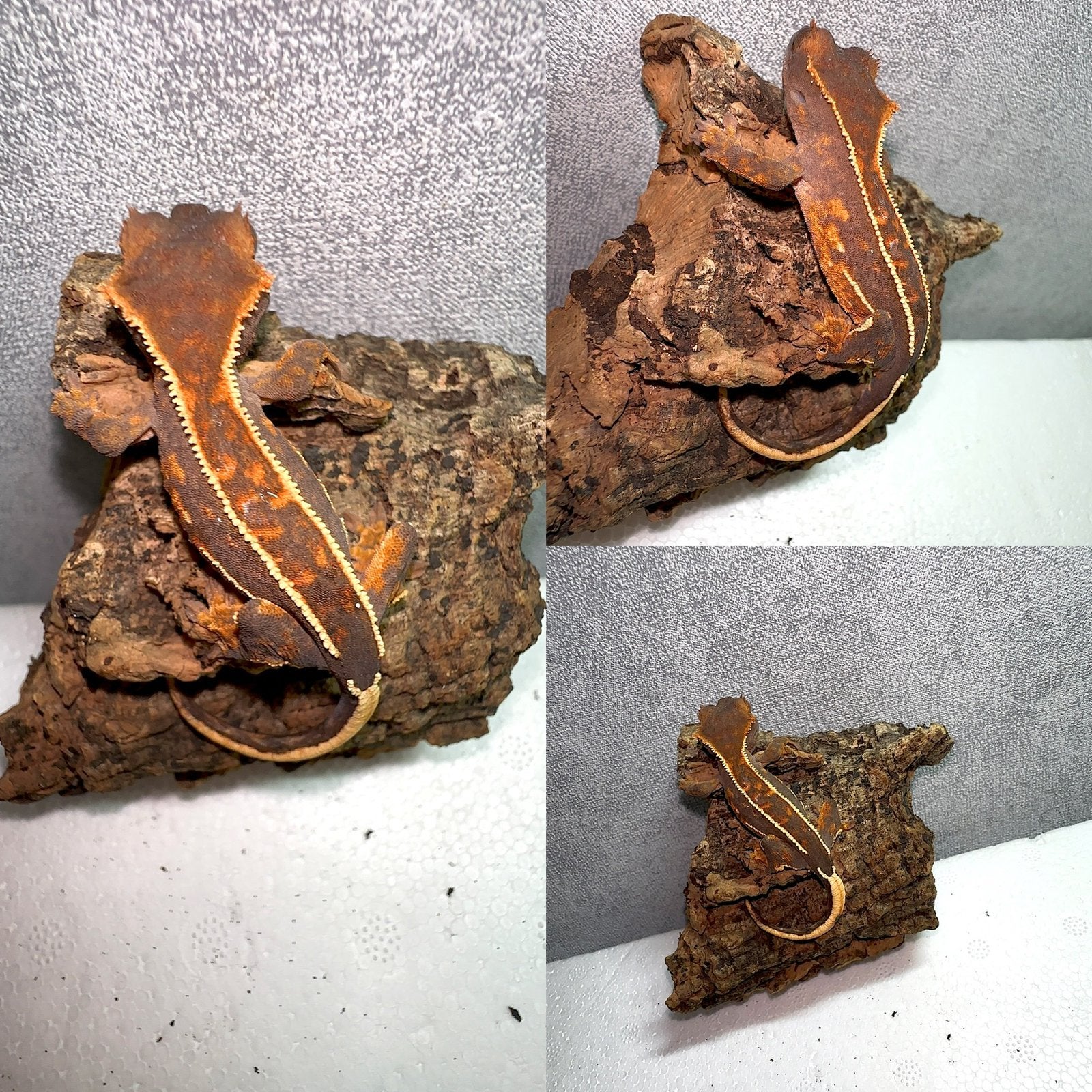Wimpergekko baby, Hagedis, Tam, 0 tot 2 jaar