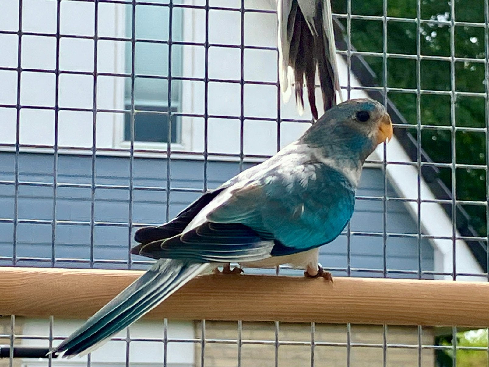 Splendid opaine witborst pop , juli ‘26, Dieren en Toebehoren, Vogels | Parkieten en Papegaaien, Vrouwelijk, Parkiet