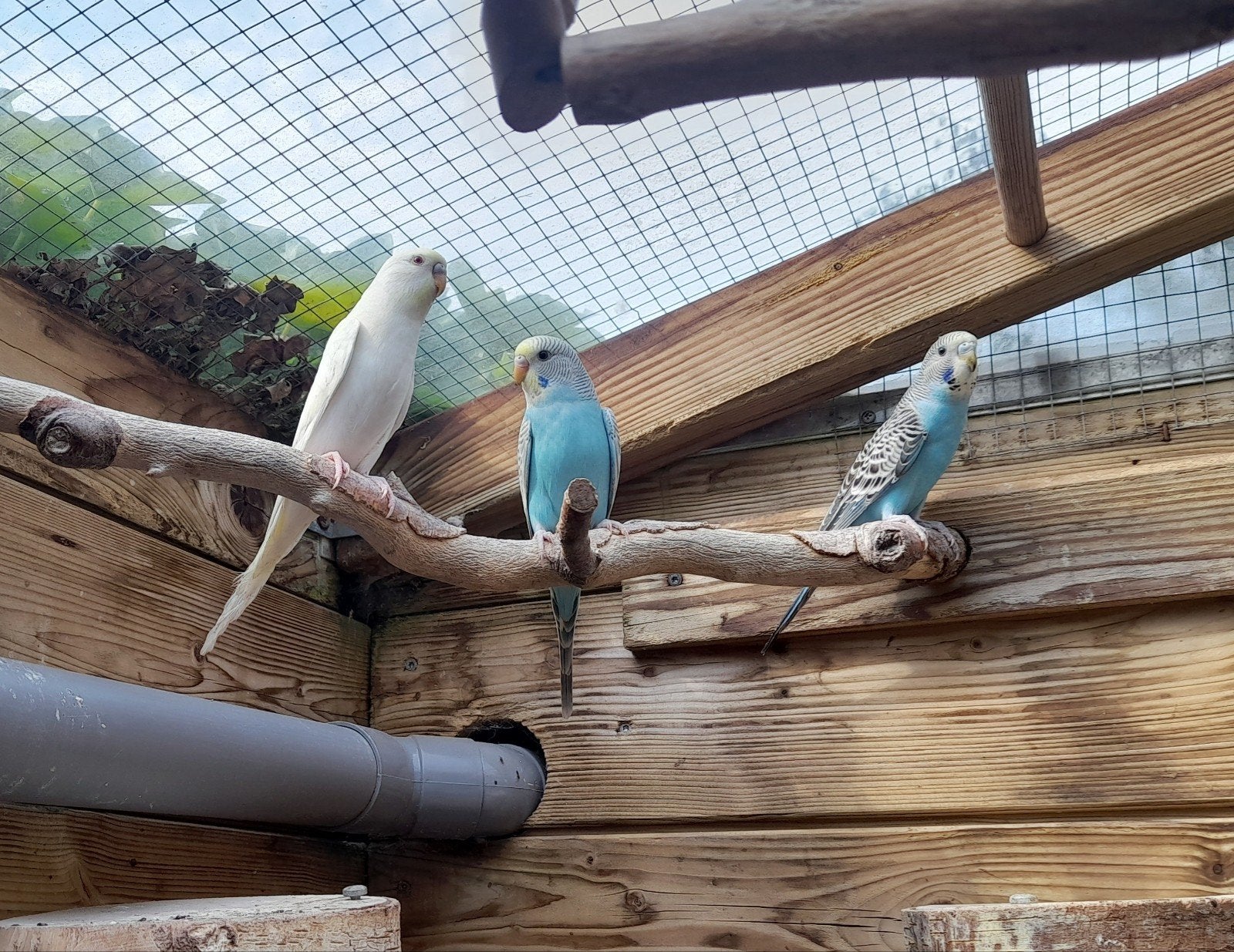 Jonge grasparkieten, Meerdere dieren