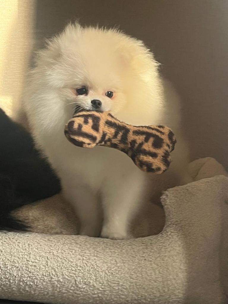 Mini bear Pomeriaan zoekt gouden mandje!, Dieren en Toebehoren, Keeshond, Reu, 8 tot 15 weken, Parvo