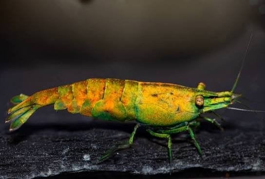 cantaloupe neocaridina garnalen, Kreeft, Krab of Garnaal, Zoetwatervis, Schoolvis