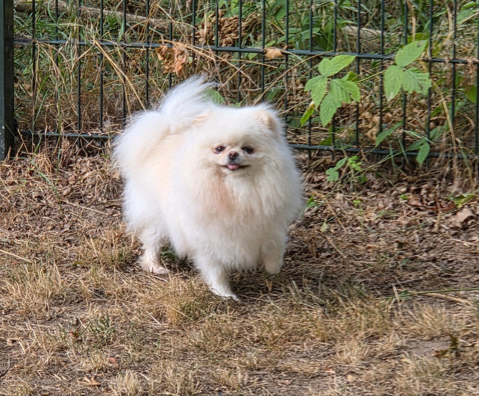 pomeranian teef met stamboom, Dieren en Toebehoren, Honden | Poolhonden, Keeshonden en Oertypen, Particulier, Keeshond, 1 tot 2 jaar