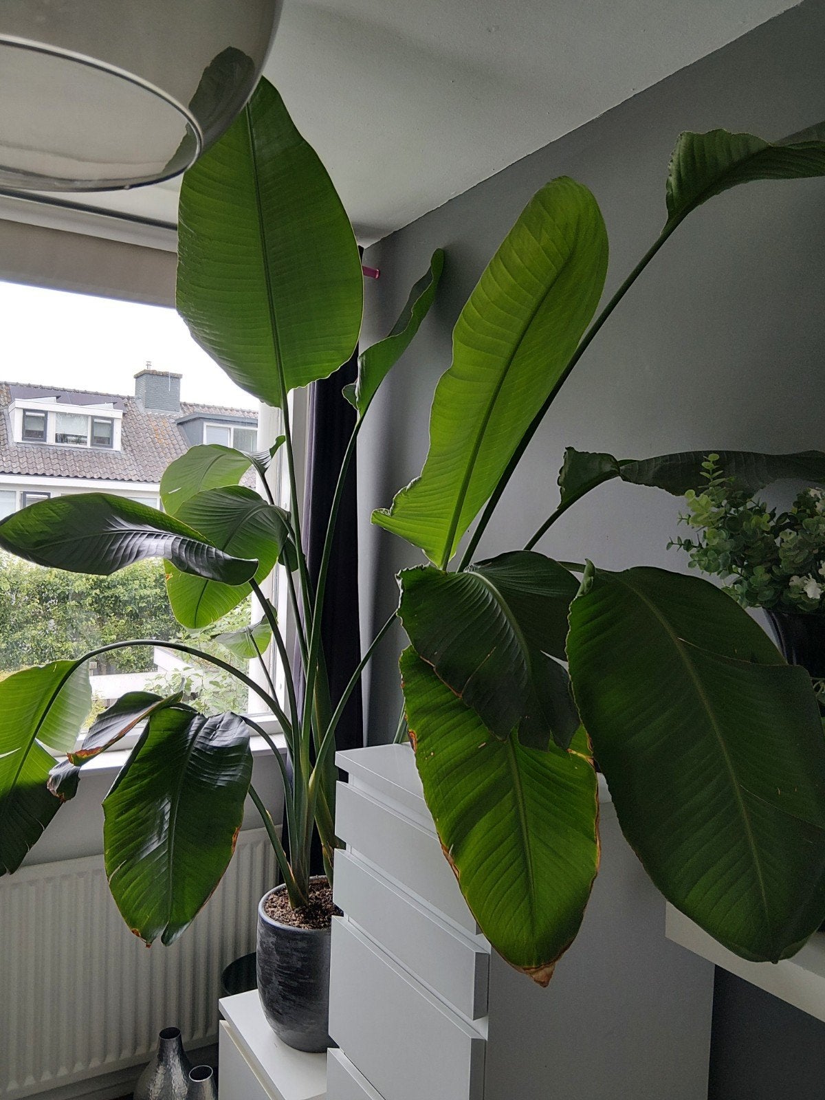 Grote Strelitzia Nicolai (Paradijsvogelplant), Ophalen, 200 cm of meer, Overige soorten, Halfschaduw