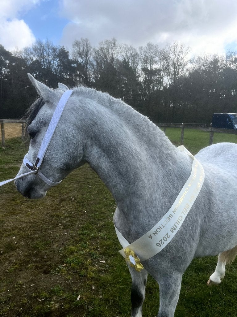 Schitterende Welsh A merrie, Merrie, A pony (tot 1.17m), Met stamboom, 0 tot 2 jaar