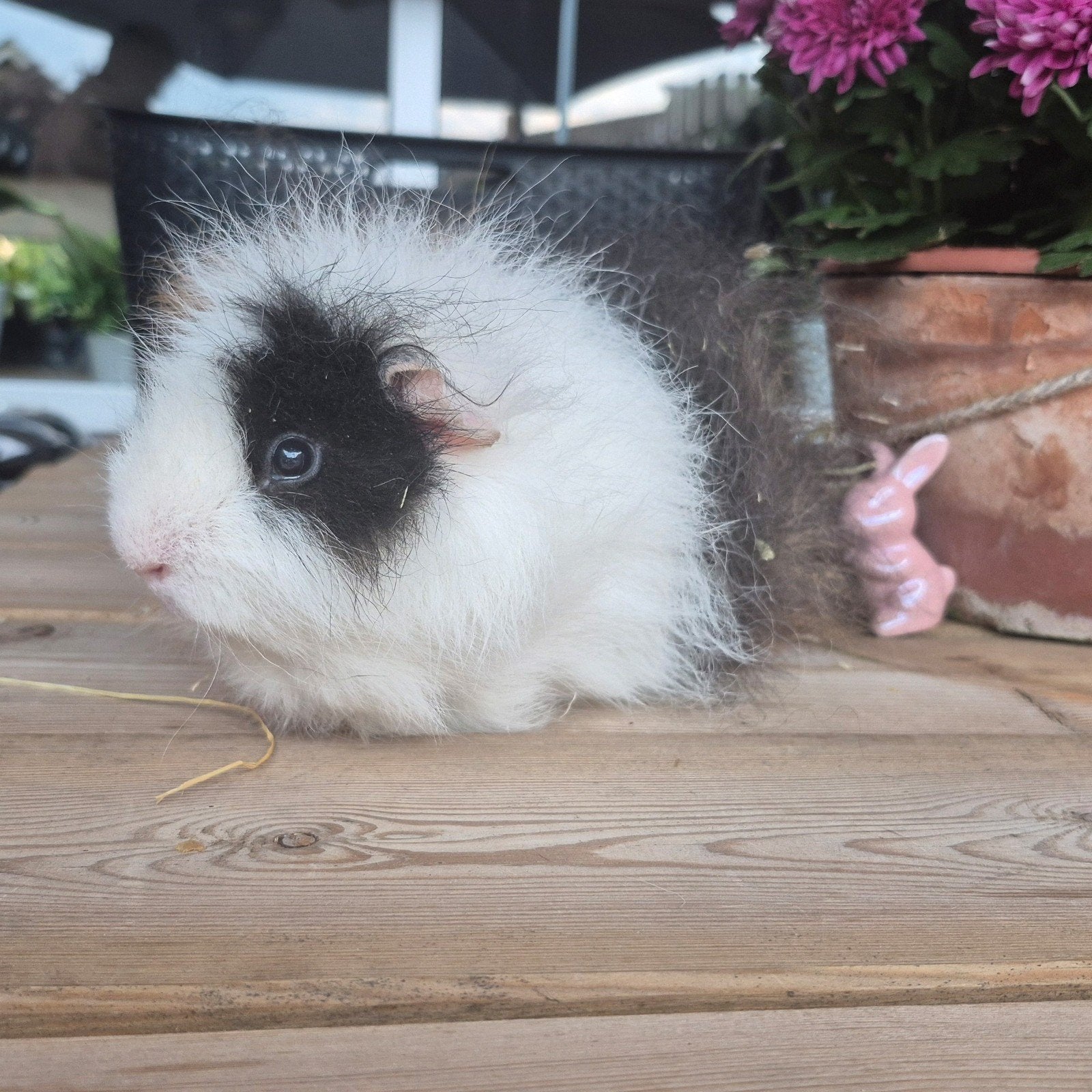 CH teddy cavia beertje 🩵🏡, Cavia, Mannelijk, Mei, Tam
