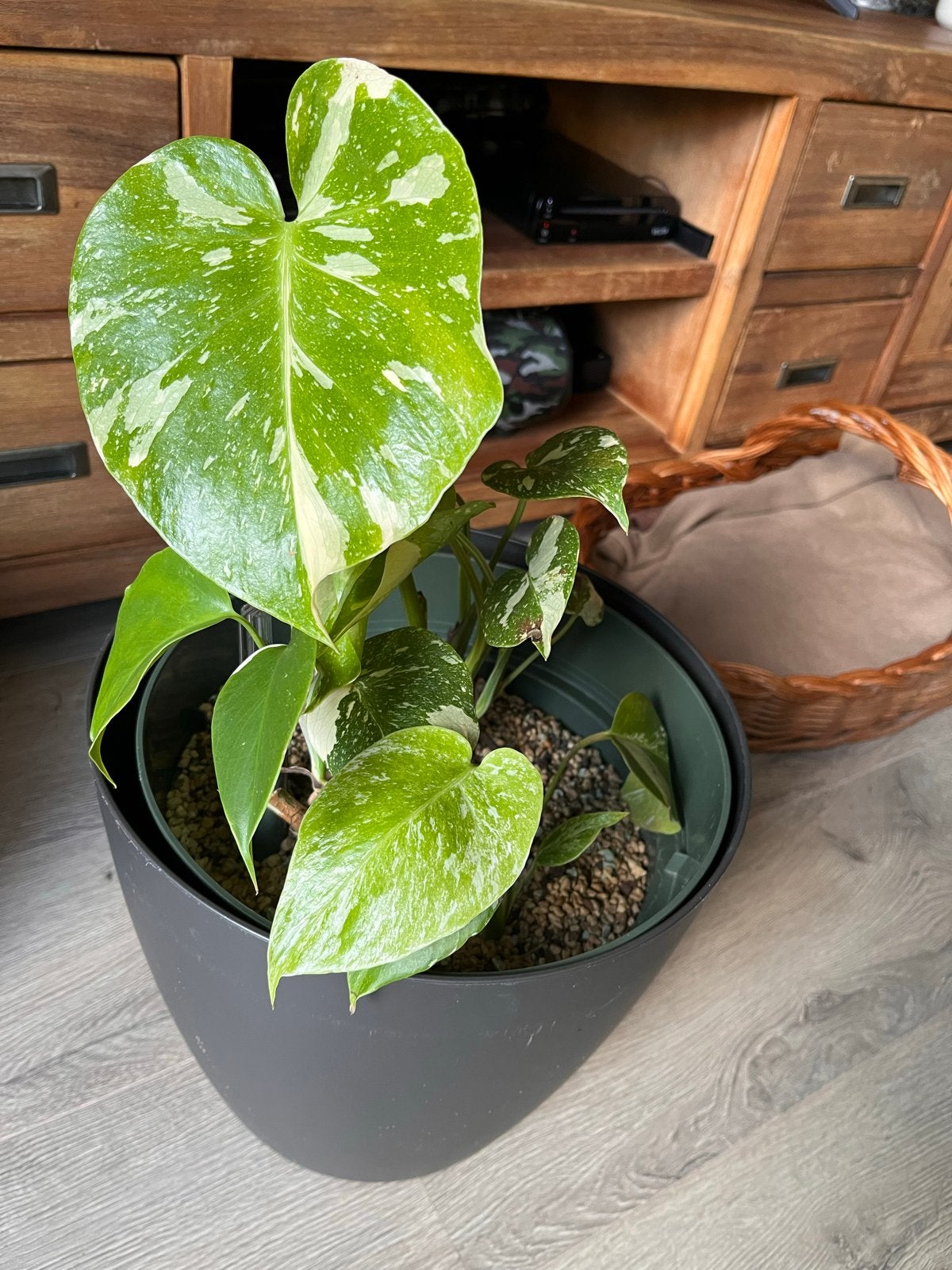 Monstera Thai Constellation - Prachtige Variegata, Ophalen, Overige soorten, Halfschaduw, In pot
