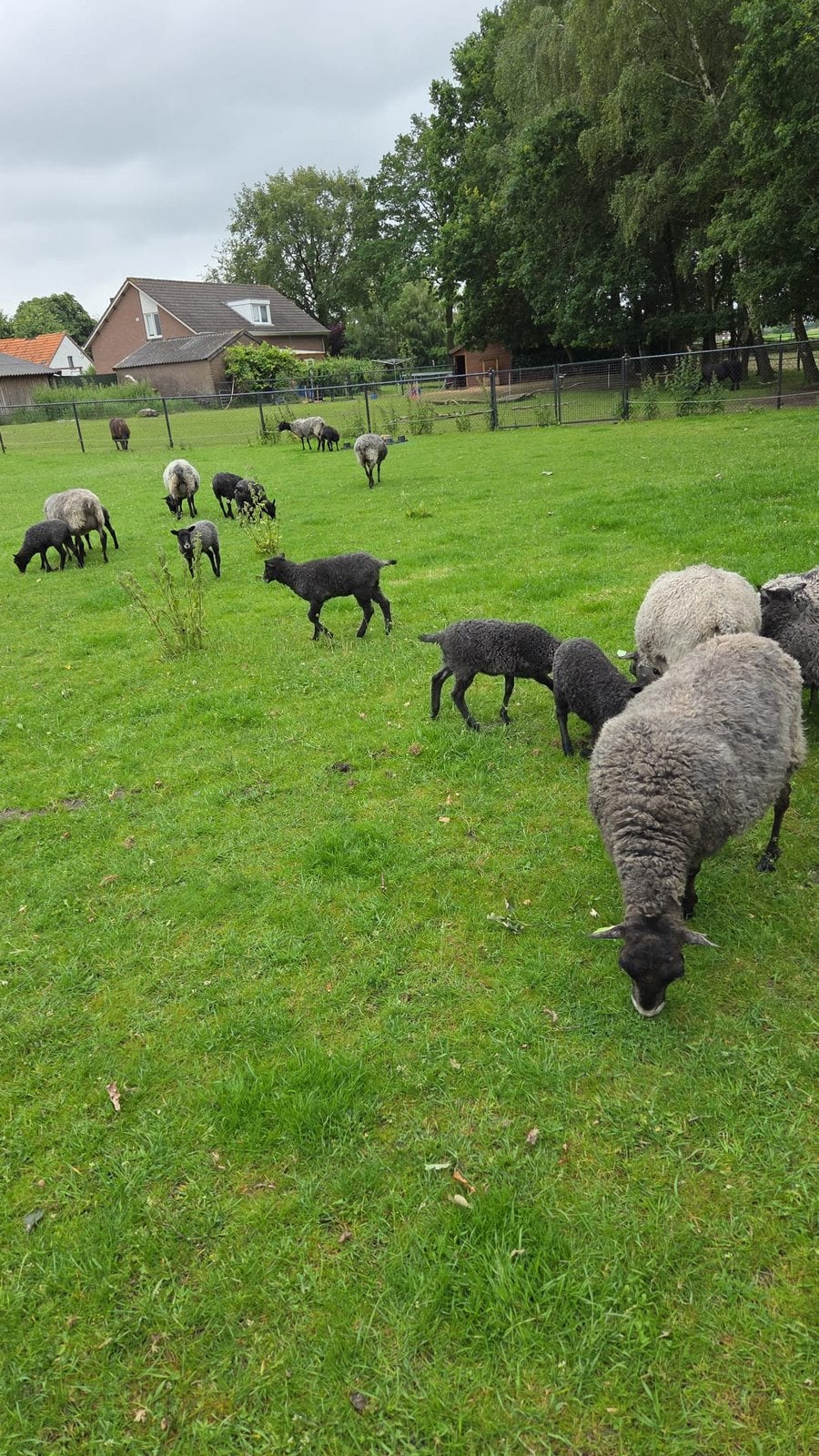 Tekoop mooie kudde gothland schapen. Van jong tot oud!, Meerdere dieren, Schaap