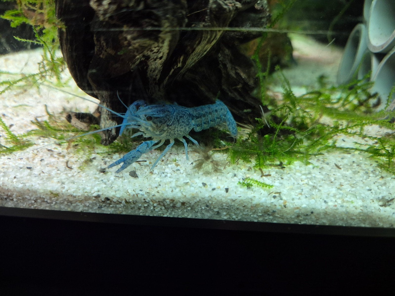 Blauwe Florida kreeft, Dieren en Toebehoren, Vissen | Aquariumvissen, Kreeft, Krab of Garnaal