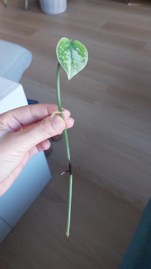 Stekje Scindapsus Pictus 'Argyraeus', Ophalen, Overige soorten, Halfschaduw, Minder dan 100 cm