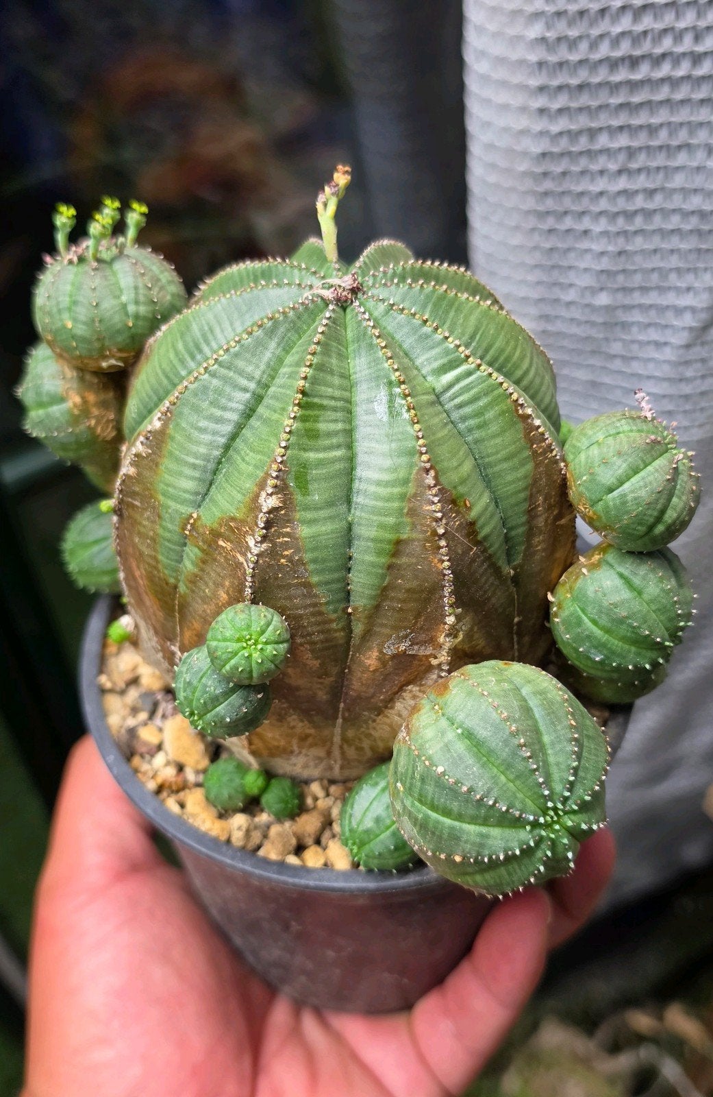 Oude Euphorbia Obesa, Ophalen of Verzenden, Halfschaduw, Minder dan 100 cm