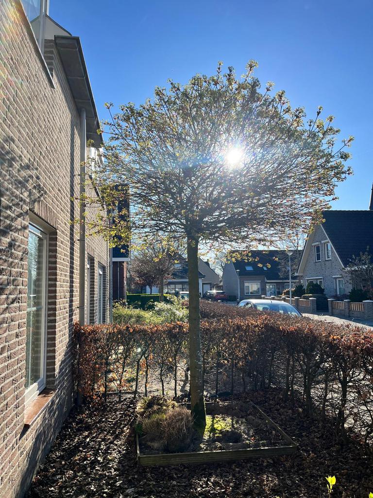 Noorse esdoorn, Halfschaduw, Lente, 250 tot 400 cm, Ophalen