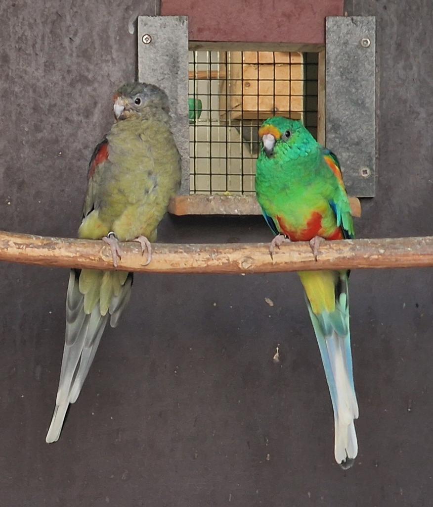Veelkleuren koppel overjarig, Dieren en Toebehoren, Vogels | Parkieten en Papegaaien, Meerdere dieren, Parkiet