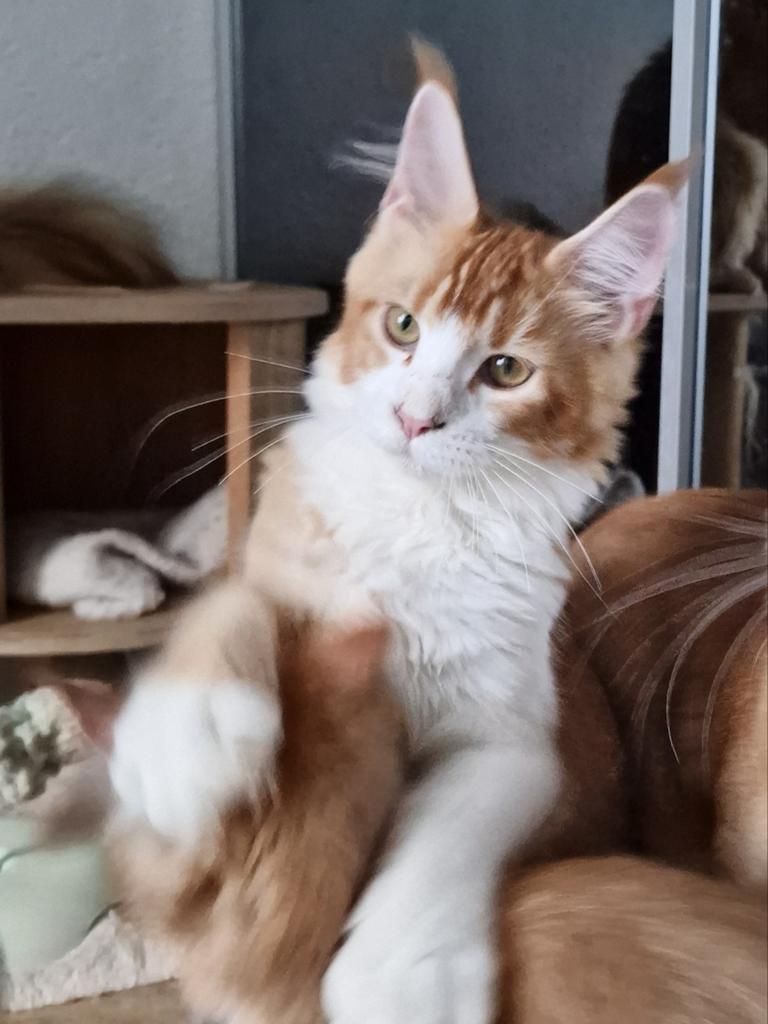 Maine coons met stamboom, Dieren en Toebehoren, Katten en Kittens | Raskatten | Langhaar, Meerdere dieren, Met stamboom, 0 tot 2 jaar