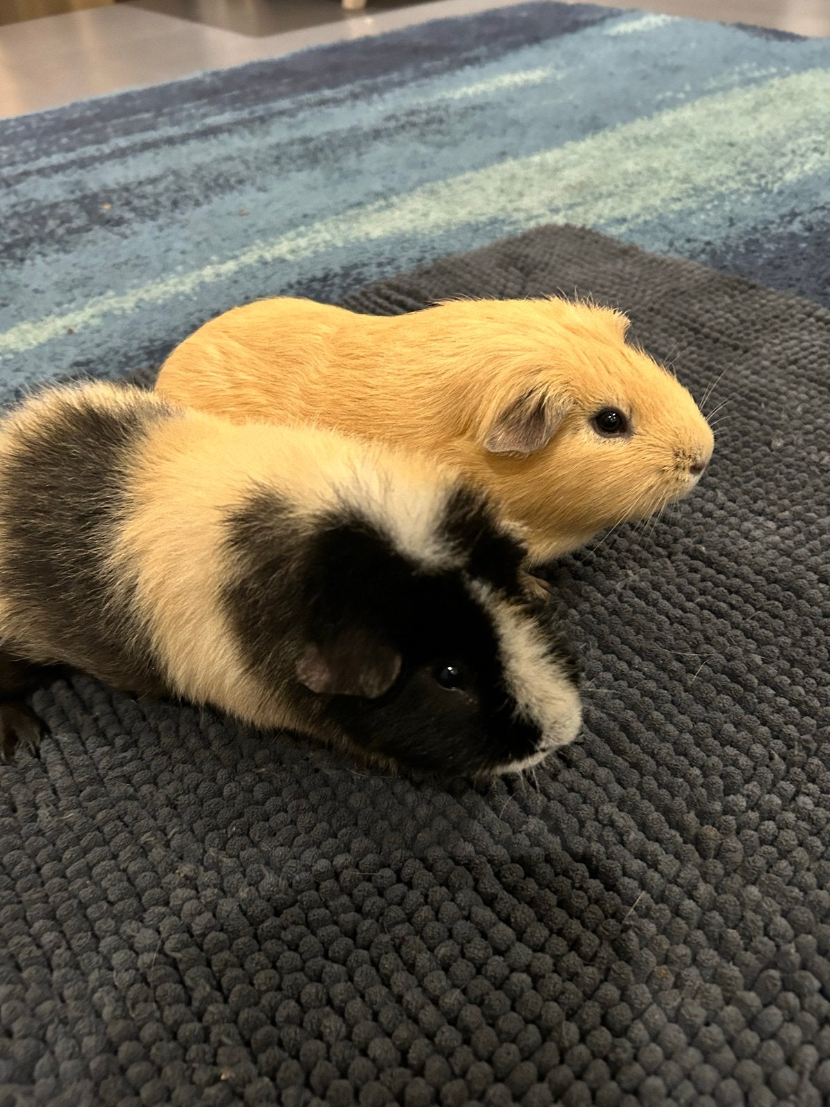 2 lieve cavias (beertjes) gratis hok, Dieren en Toebehoren, Cavia, Mannelijk, Mei, Tam