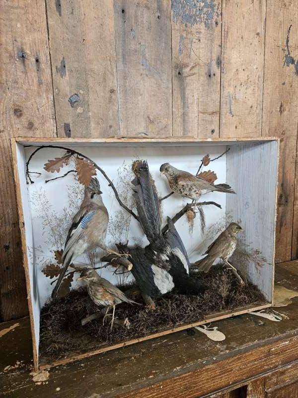 opgezette vogels ``WOONWINKEL RUSTIEK``, Ophalen of Verzenden, Gebruikt, Vogel, Opgezet dier