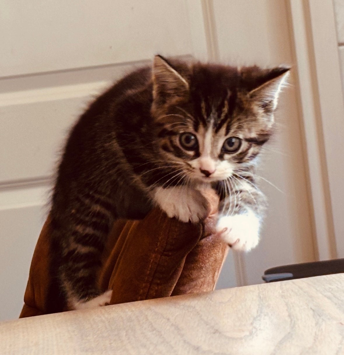 Te koop kittens. 1 gereserveerd!! Nog 2 prachtige kittens, Meerdere dieren