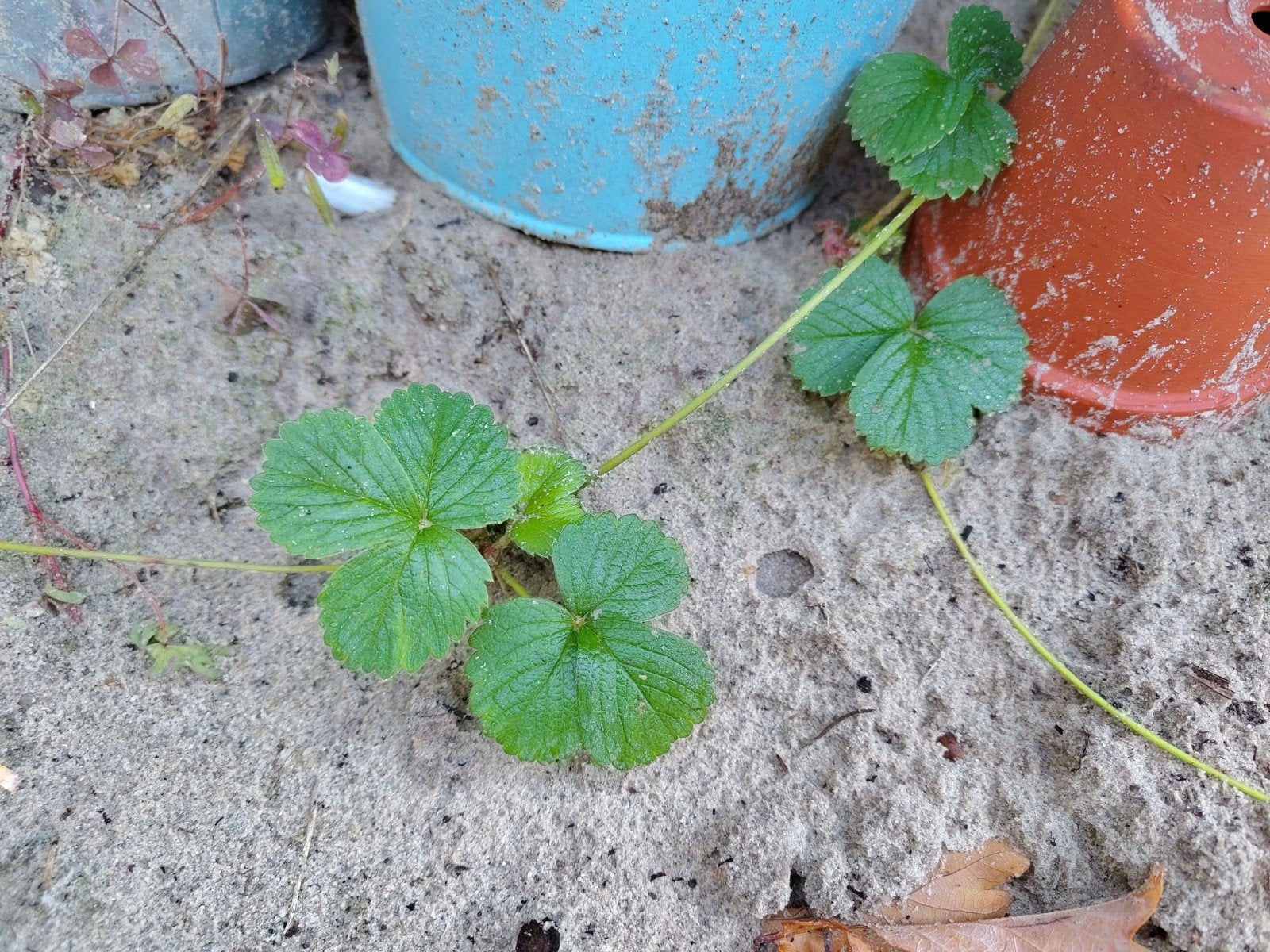 Aardbeienplantjes, Ophalen, Vaste plant, Fruitplanten, Volle zon