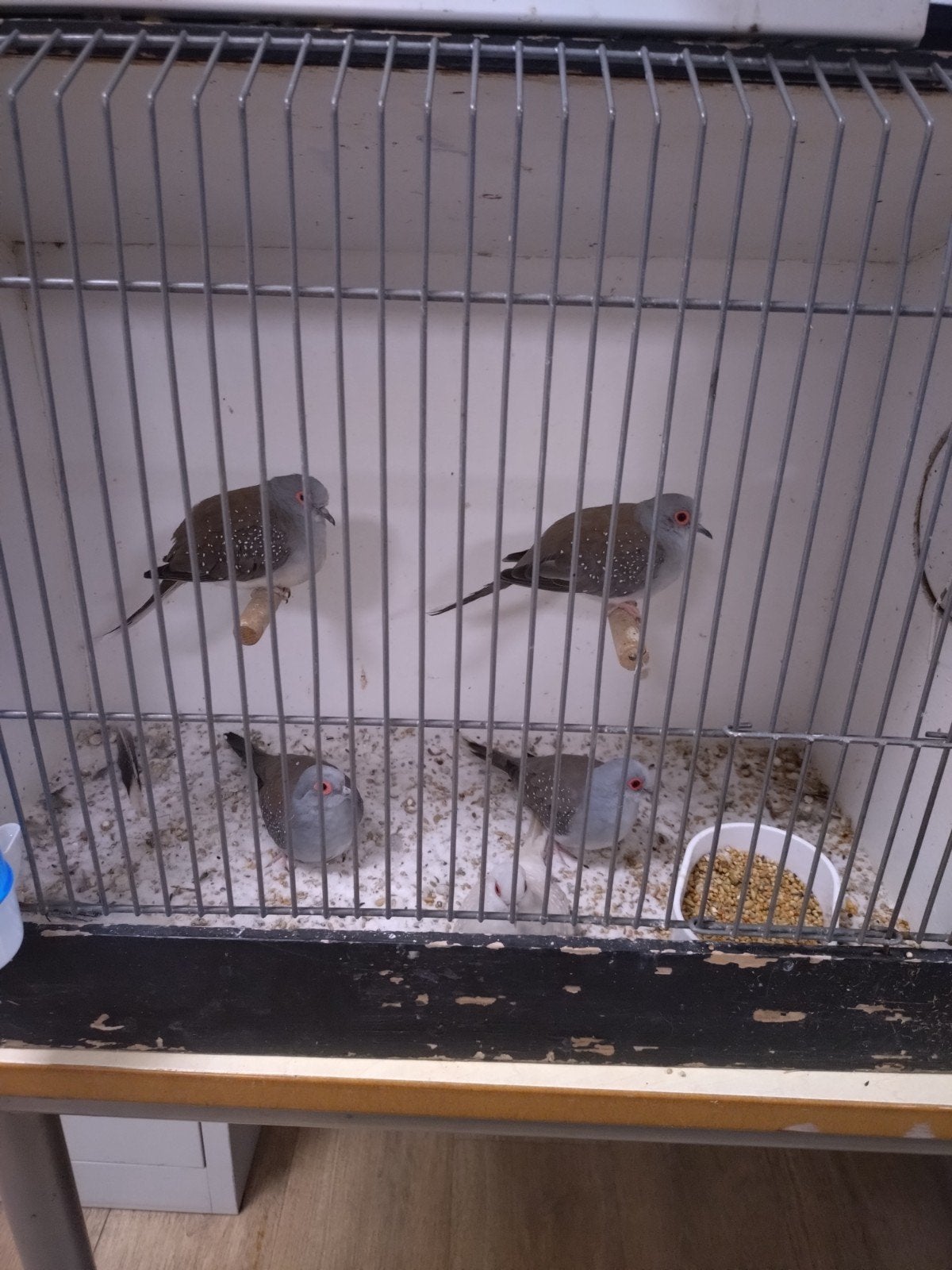 Diamant duifjes gratis, Dieren en Toebehoren, Vogels | Kanaries, Mannelijk, Kleurkanarie