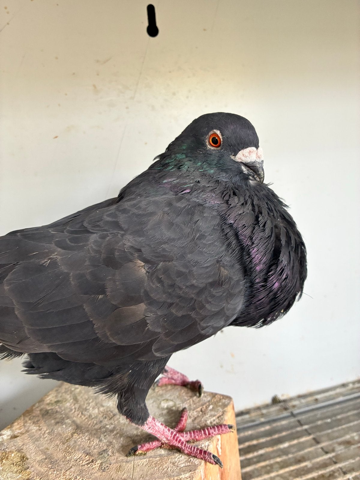 Zwarte doffer, Dieren en Toebehoren, Mannelijk, Kropper