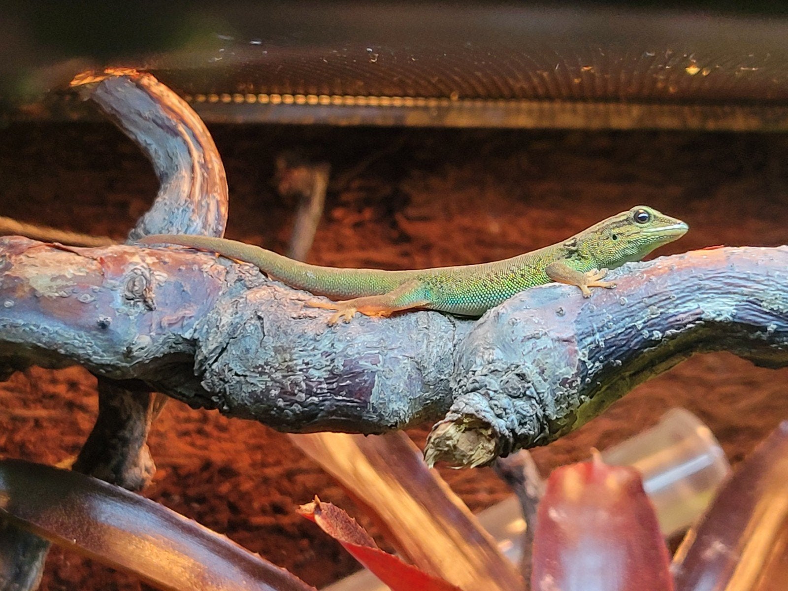 Vrouw Lygodactylus williamsi, Hagedis, 0 tot 2 jaar