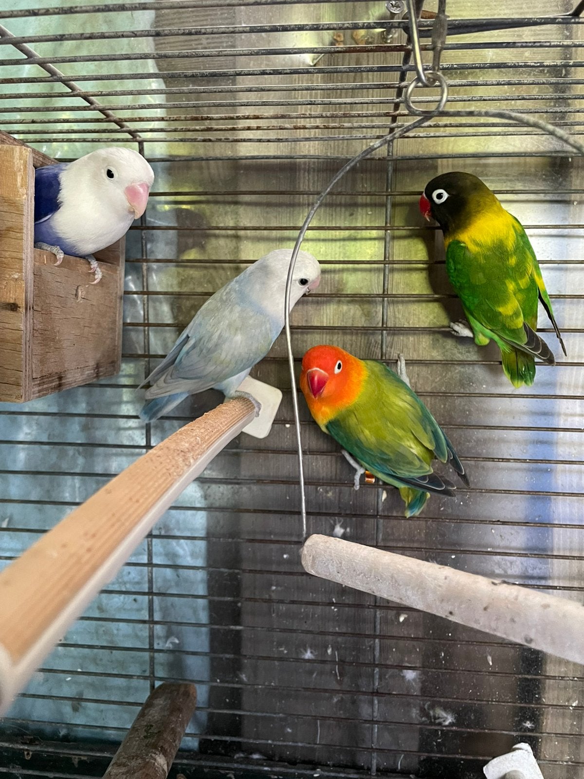 Mooi prachtig twee koppels broedrijp agapornisen te koop, Meerdere dieren, Dwergpapegaai of Agapornis