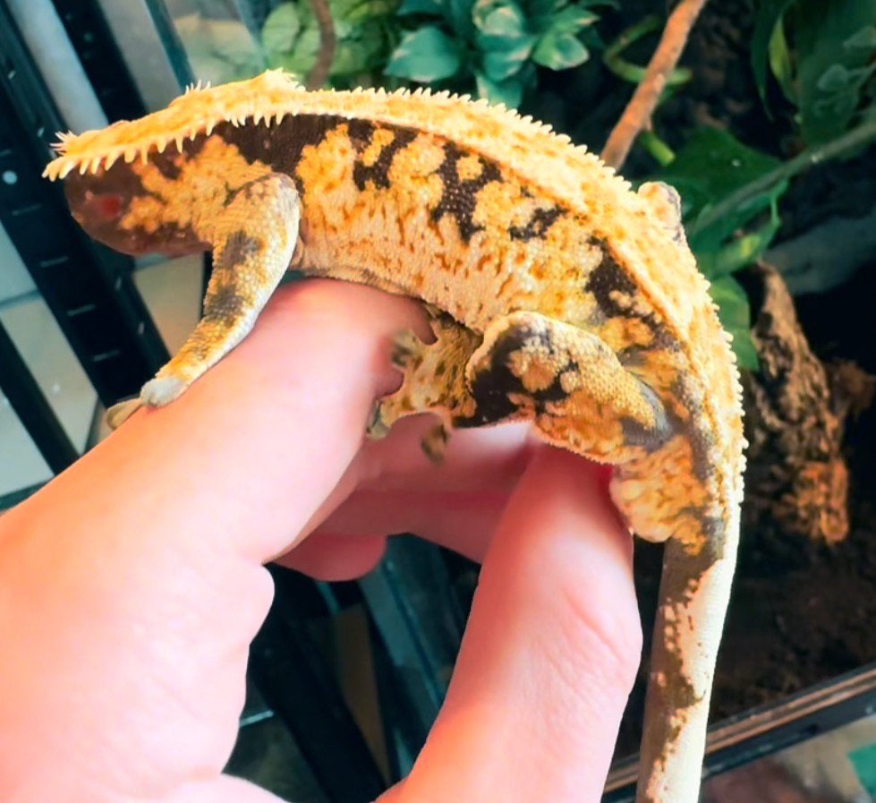 wimpergekko man Crested Gecko - male for sale from CrestieDragons