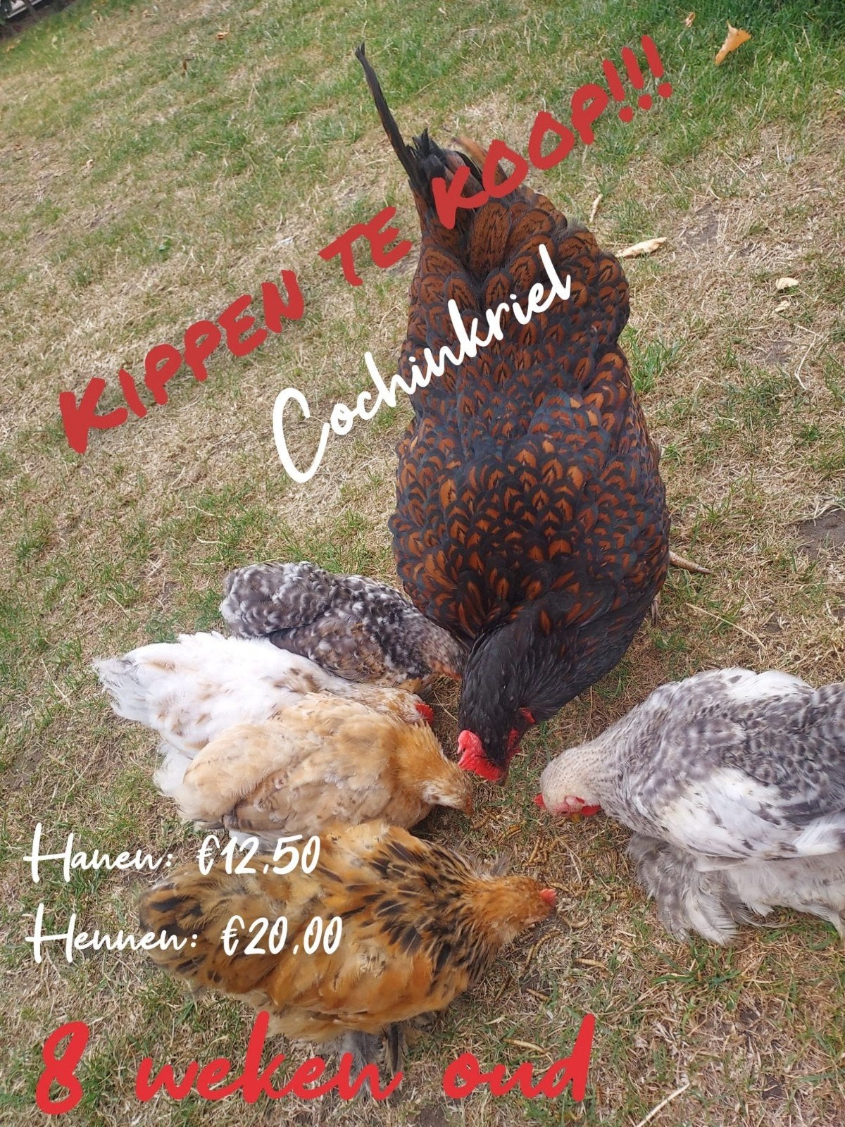 Kip en haan te koop, Dieren en Toebehoren, Pluimvee, Meerdere dieren, Kip