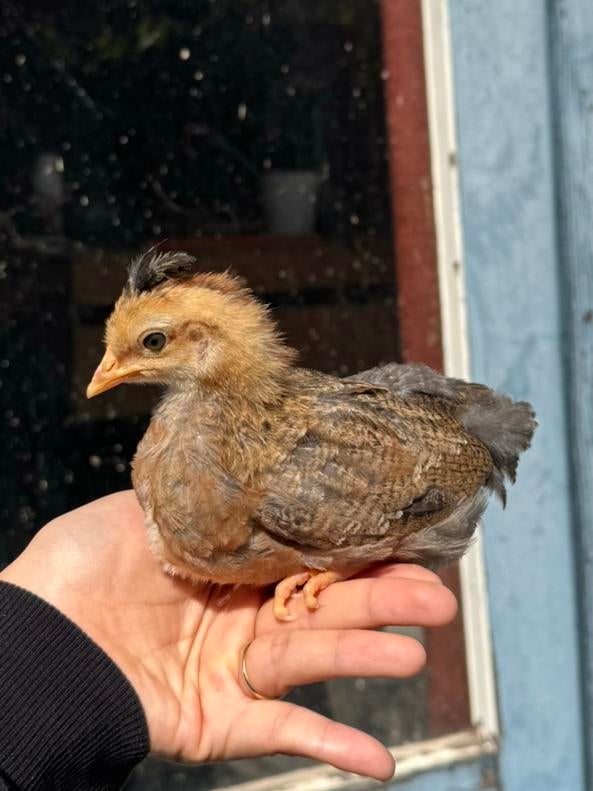 Cream legbar kuikens - hennen/ kippen, Dieren en Toebehoren, Vrouwelijk, Kip