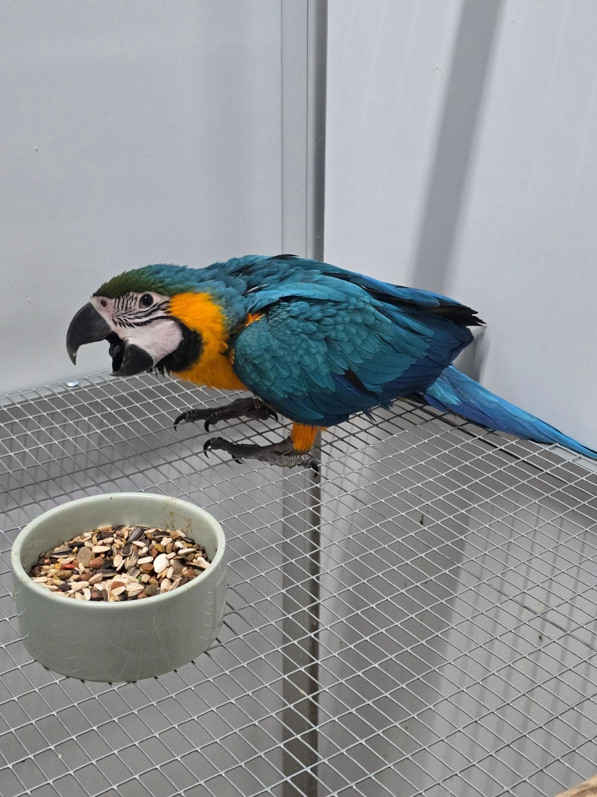 Tamme Jonge baby Blauw Gele Ara

Voor inlichtingen kunt u, Dieren en Toebehoren, Papegaai, Tam