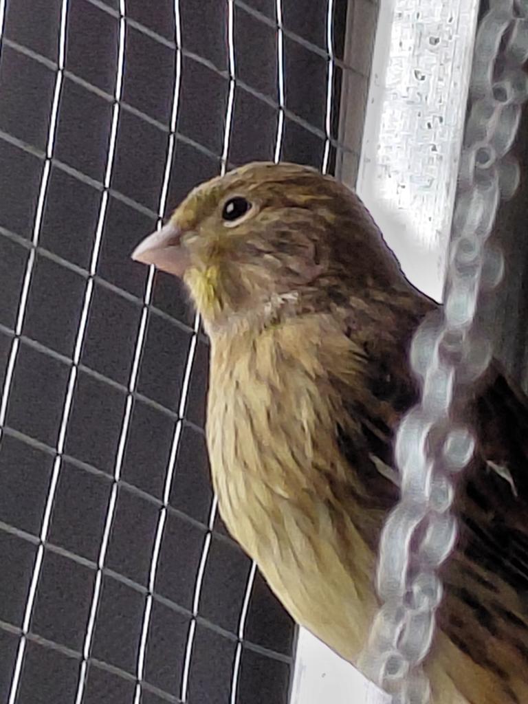 Isabel, Dieren en Toebehoren, Vogels | Kanaries, Geslacht onbekend, Kleurkanarie
