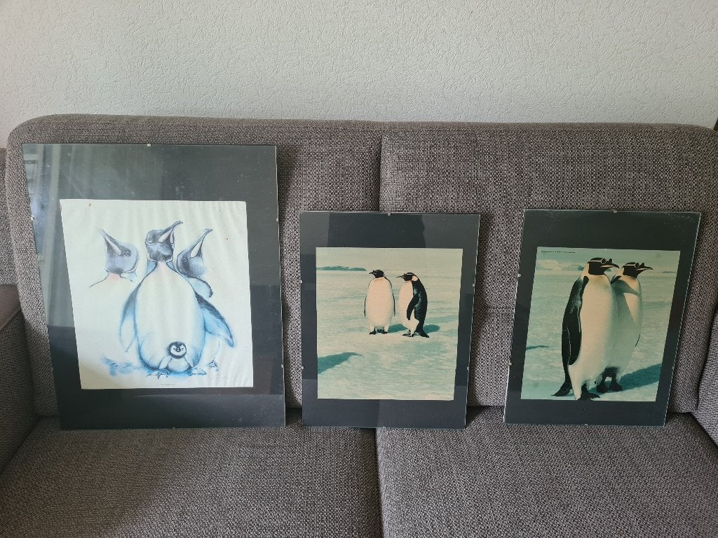 Ingelijste pinguïn afbeeldingen, 4 stuks, Ophalen, Gebruikt, Minder dan 50 cm, Foto of Poster