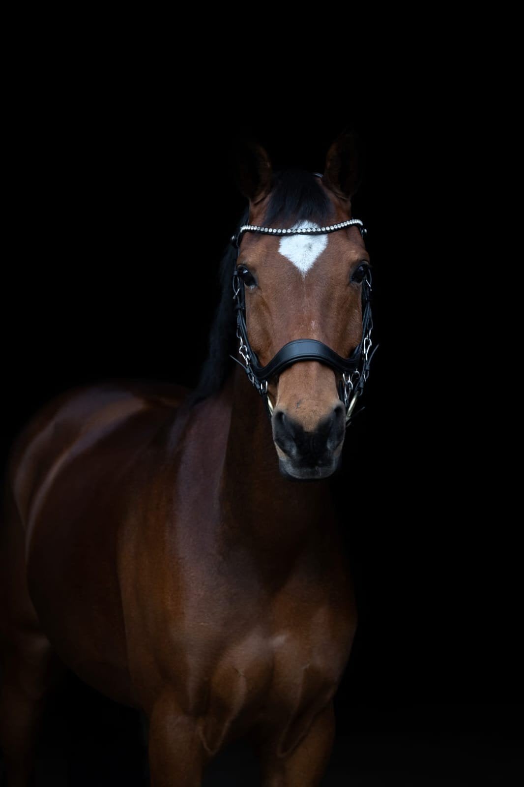Super brave d-pony, Ruin, Minder dan 160 cm, Springpaard, 11 jaar of ouder