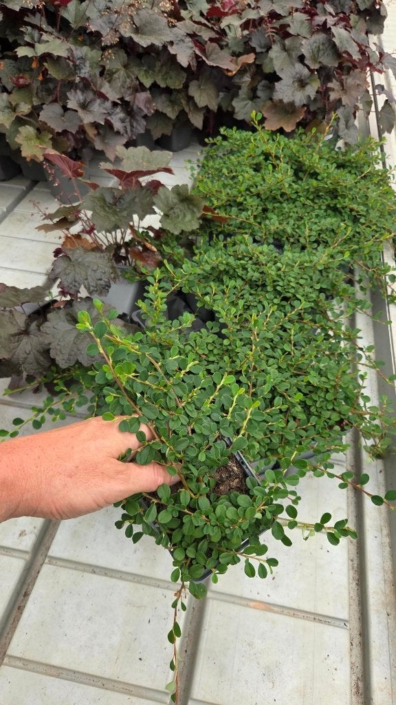 Cotoneaster streibs findling - dwergmispel - vaste plant, Tuin en Terras, Planten | Tuinplanten, Bodembedekkers, Volle zon, Vaste plant