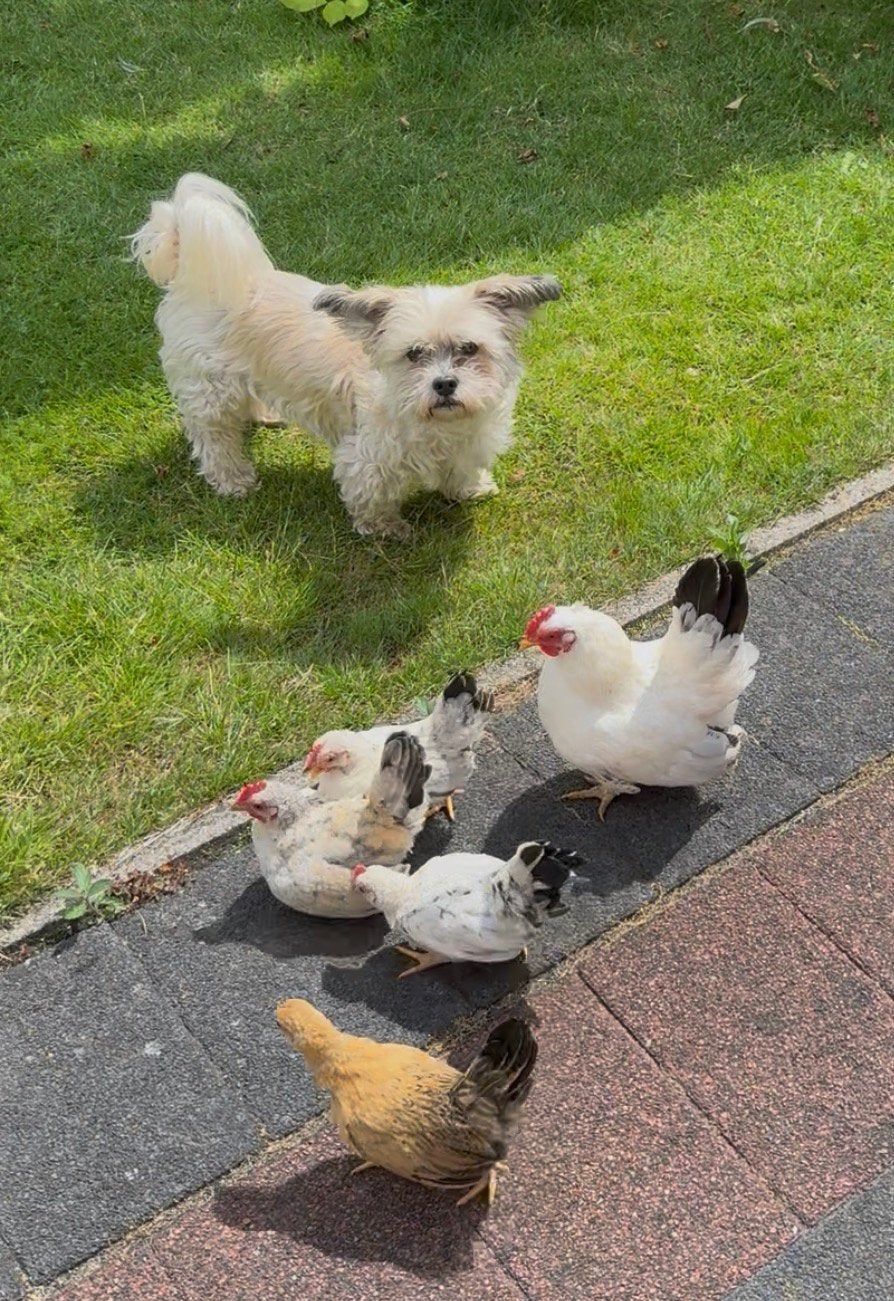 Serama  Chabo haantjes / koppeltjes zoeken liefdevol thuis, Dieren en Toebehoren, Meerdere dieren, Kip