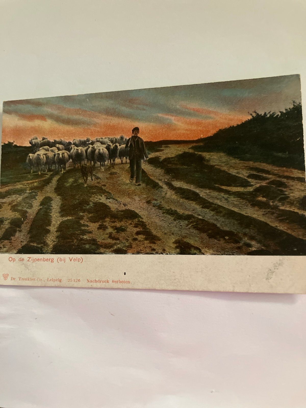 Oude Ansichtkaart: Op de Zijpenberg (bij Velp) - Schaapskudd, Ophalen of Verzenden, Voor 1920, Ongelopen, Gelderland