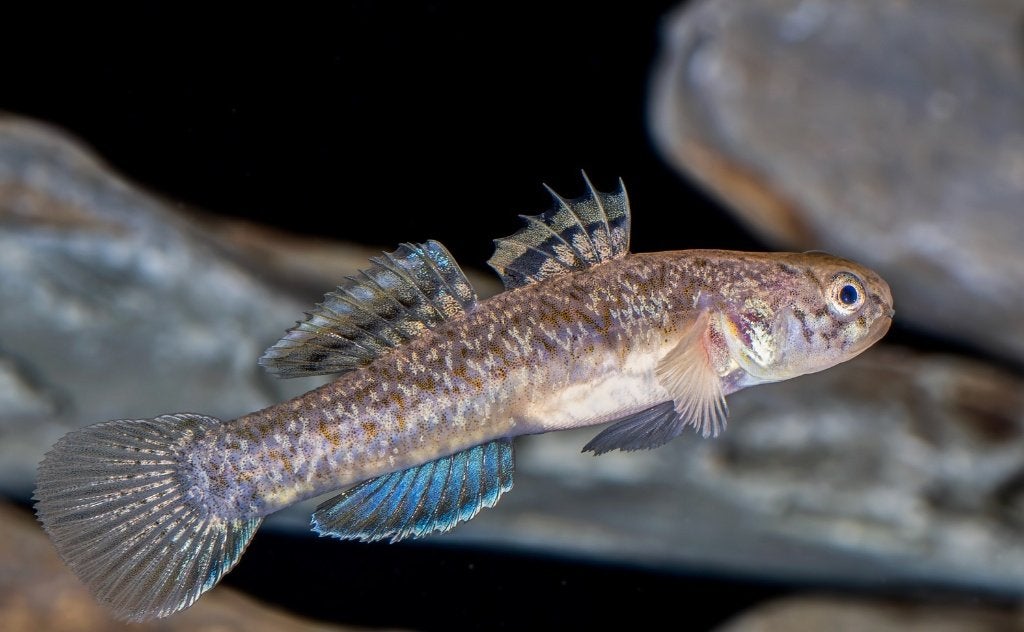 Mugilogobius myxodermus – Naughty Goby, Vis, Zoetwatervis, Schoolvis