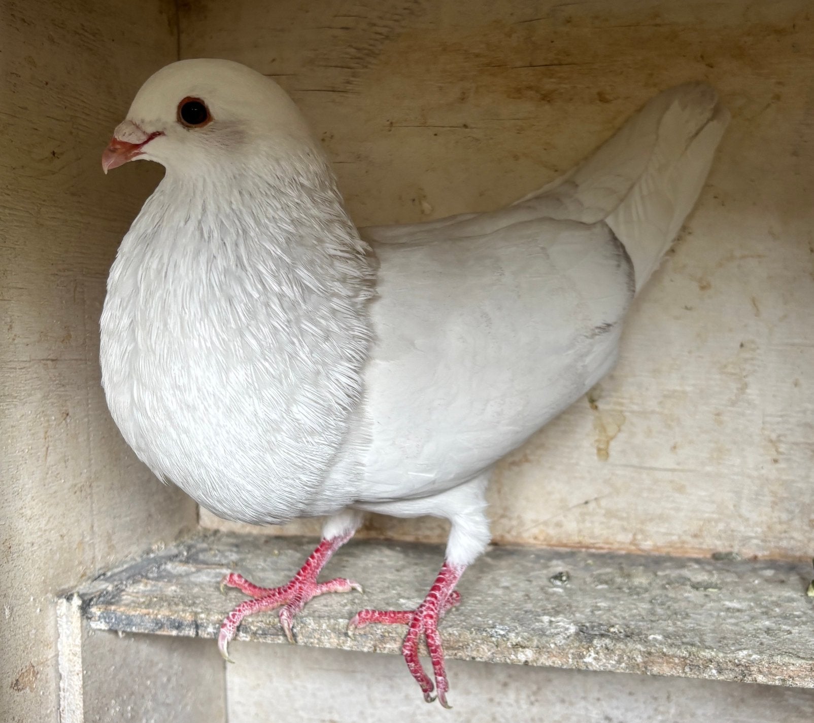 Mooie witte doffer, Dieren en Toebehoren, Mannelijk, Kropper