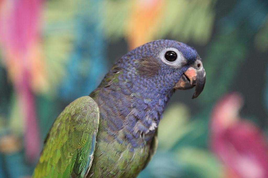VERWACHT | Jonge Baby Pionussen Menstruus | Handtam | Getest, Meerdere dieren, Papegaai, Pratend