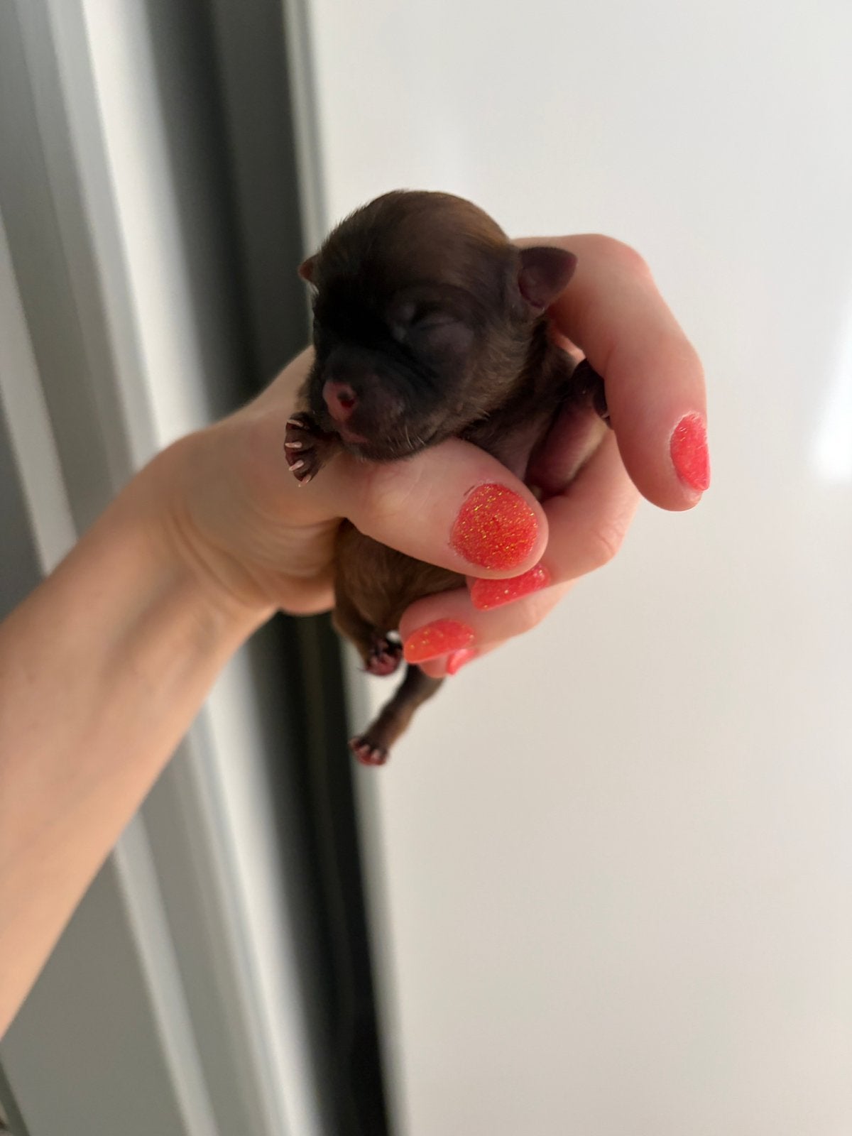 Chihuahua pup teefje donderbruin, Parvo, 8 tot 15 weken, Teef, Meerdere