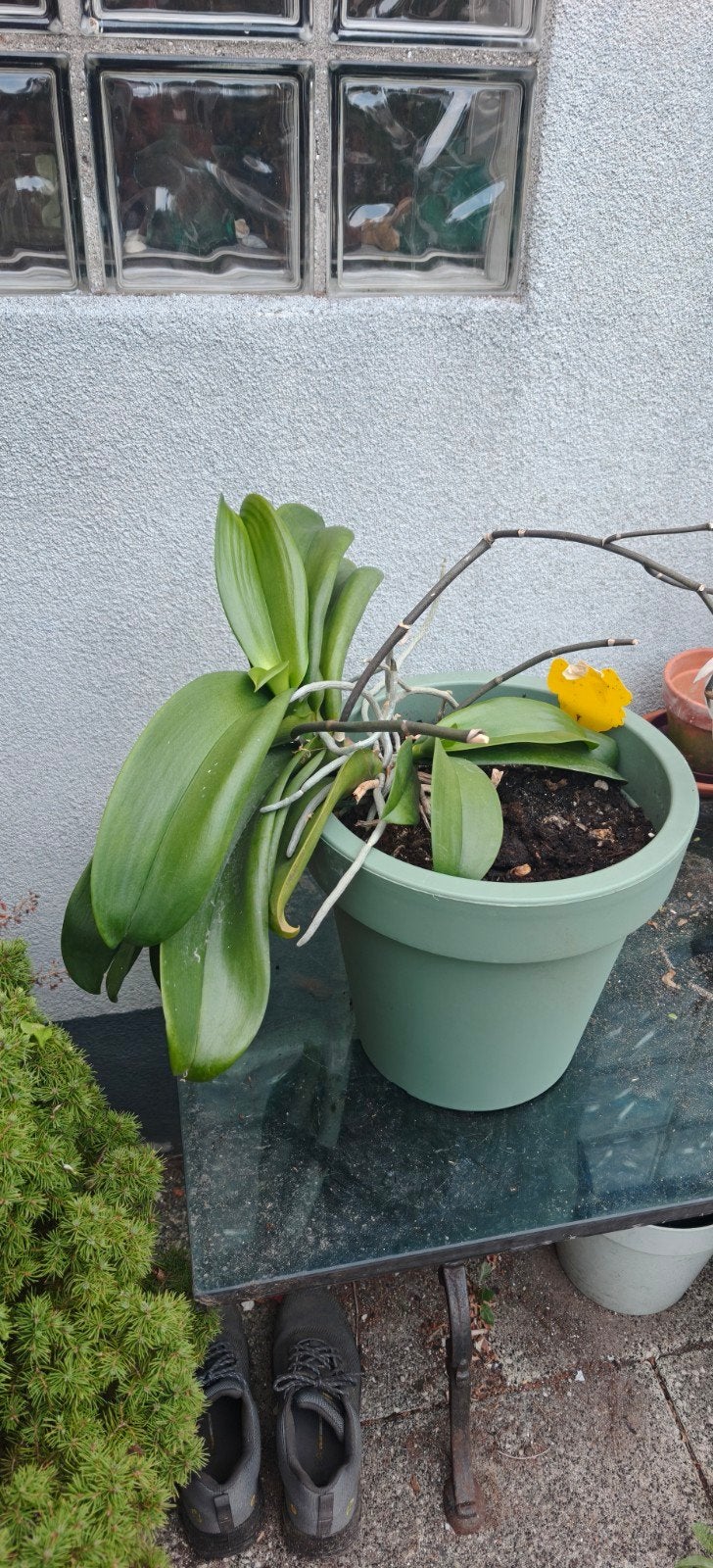 Grote orchidee in pot - Phalaenopsis, Ophalen, Overige soorten, Volle zon
