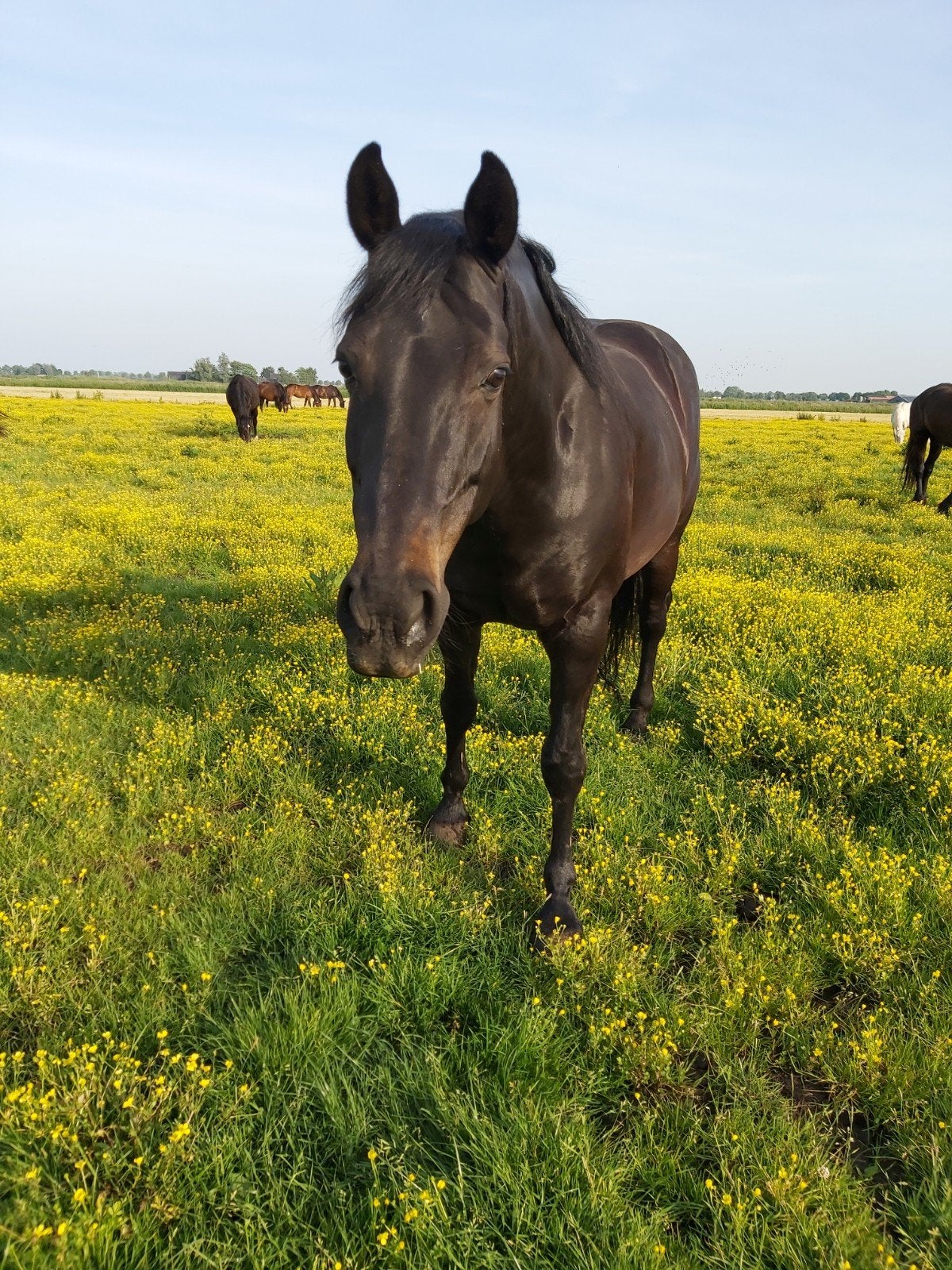 paardenrusthuis/revaliderende 40meter lange inloop, Stalling