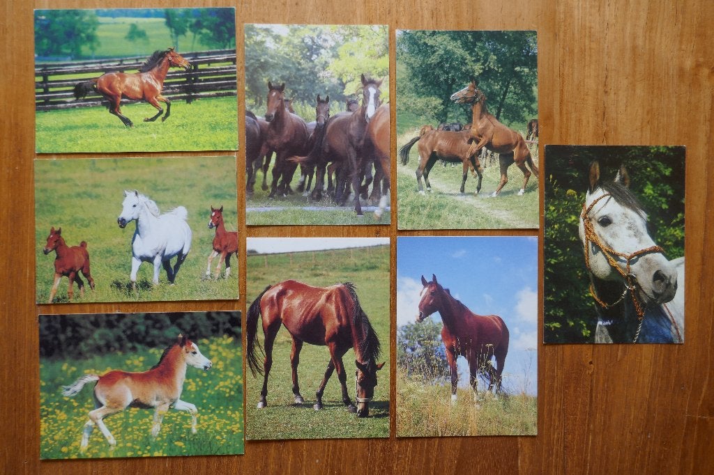8x ansicht Altin / Oost Europees / Paard pony, Ophalen of Verzenden, 1980 tot heden, Ongelopen, Paard