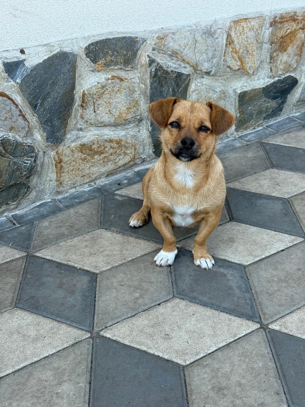 teef Ronja zoekt een thuis, help een hond, Particulier, 1 tot 2 jaar, Buitenland, Teef